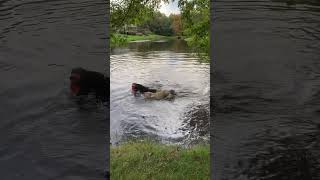 Nellie got the frisbee 2 xs today swimmingdogs doglover dog neighborsue dogsofyoutube [upl. by Hump684]