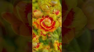 Beautiful Kalanchoe flowers kalanchoes kalanchoe plants plantlover bravo flowers [upl. by Aharon]