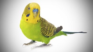 Talking Parakeet  Budgie With Amazing Vocabulary [upl. by Brace]