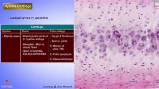 Histology of Hyaline cartilage Shotgun Histology [upl. by Fachan478]