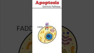 The Extrinsic Pathway of Apoptosis celldeath animation [upl. by Eniluj]