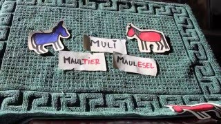 Erklärvideo Maultier und Maulesel [upl. by Ecidnak]