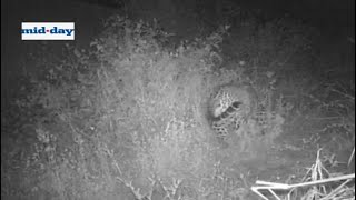 Caught on Camera Aarey is a leopard colony [upl. by Dannye]