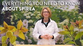 Everything You Need to Know About Spirea [upl. by Eilarol343]