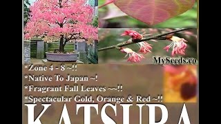 Japanese Katsura Cercidiphyllum japonicum Tree Seeds on wwwMySeedsCo [upl. by Htebzil800]