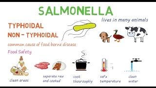 Salmonella  a quick introduction and overview [upl. by Asined]