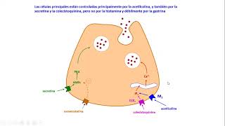 Fisiología Digestiva secreción [upl. by Dwayne]