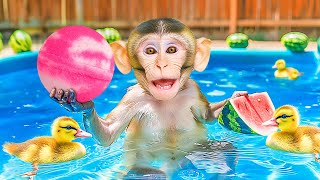 Monkey Swims in Pool after Going to Supermarket  Miko Monkey Animal [upl. by Norrahs]