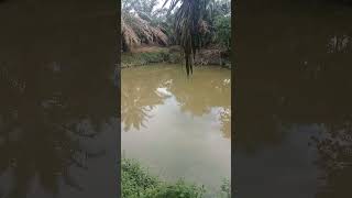 Mancing di bekas kolam yang banyak lintah nya mancing gurame penghuni kolam lintah [upl. by Astor]