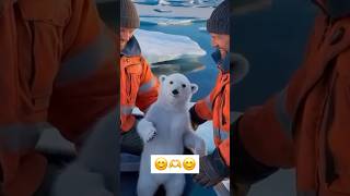 a cute polar bear cub is very happy with people travel polarbear greenland antarctica [upl. by Anilet431]