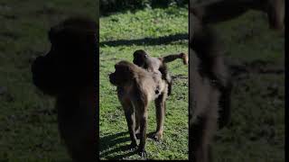 Gelada Baboon with young at Howletts gelada baboon howletts zoo animals wildlife daysout [upl. by Colton]