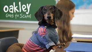 Ep 10 OAKLEY GOES TO SCHOOL  Cute Dog Video School Day [upl. by Ilona]