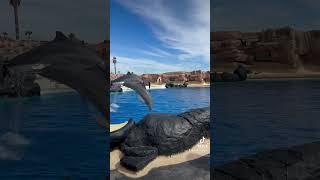 Lanzarote texas dolphins dolphin [upl. by Rustin]