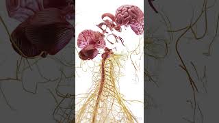 🧠 Exploded View of the Brain Unlocking Its Complex Anatomy anatomy [upl. by Bayly]