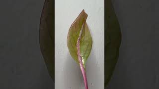 What kind of plant is this 2 leaves in 1 petiole [upl. by Creight152]