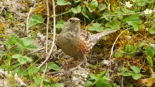 Alpine Accentor Pitsone Quarry 2nd inland record for the UK [upl. by Norreg]