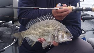 BREAM AT TAMBOON INLET [upl. by Solracnauj164]