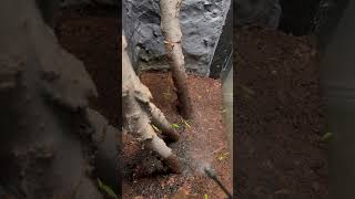 terrarium vivarium garden reptiles bamboo ecosystem diy trending viralvideo indoorplants [upl. by Ariait303]