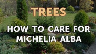 How to Care for Michelia Alba [upl. by Emmuela]