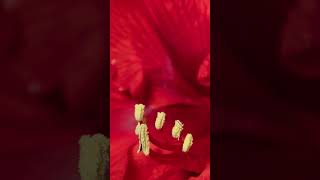 Spellbinding Amaryllis Timelapse 🌺  Louie Schwartzberg 🌎 🙏 [upl. by Westbrook]