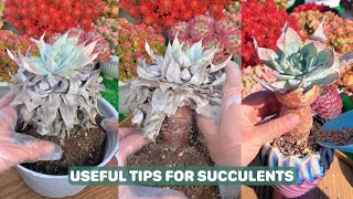 Useful Tips For Succulents  Part 71  多肉植物  다육이들  Suculentas [upl. by Eitsud809]