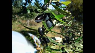 Coutada  Covilhã  PORTUGAL  Rama da Oliveira   Helder Pereira   Foliage Olive  HD  HQ [upl. by Anelam]