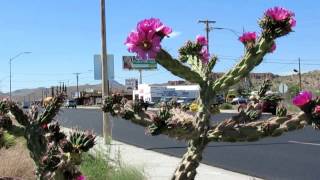 DESERT PLANTS  CACTUS FLOWERS IN BLOOM [upl. by Annawt556]