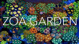 Zoa Garden by JoshPorkSandwhichZoas Florida Frag Swap [upl. by Allx]