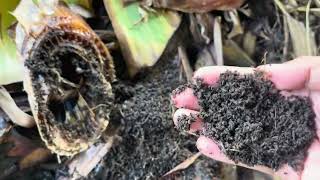 farming vermicompost citronella Farm updateOctober 42024 [upl. by Elizabet382]