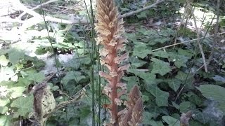 Orobanche medicinal plant [upl. by Nyrret]