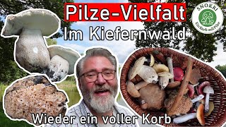 Pilze Vielfalt im Kiefernwald  Mitte September 2023  Korb wieder voll [upl. by Arielle281]