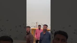 200 new pigeons ko open kar diya 😱shortvideo fancykabootar viralshort viralvideo youtubeshorts [upl. by Ainolloppa]