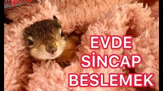 Evde Sincap Beslemek Nasıl Olur [upl. by Kessia]