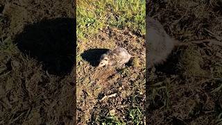 Opossumjesus wildlife trapping possum [upl. by Nalro]