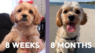 Cavapoo Puppy Growing Up 8 weeks to 8 months [upl. by Meisel]