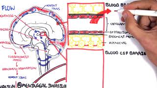 Bacterial Meningitis Pathophysiology [upl. by Hubsher]