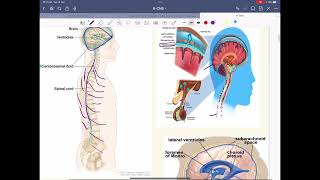 CNS pathology nursing [upl. by Shena]