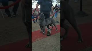 Best showdog 2024 canecorso [upl. by Mctyre996]