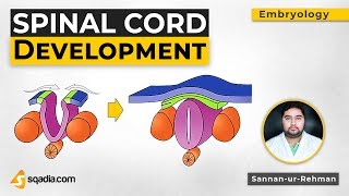 Spinal Cord Development  Embryology Anatomy Lectures  Medical Education  VLearning [upl. by Otrebide527]