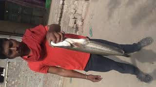 BUARI 3 FUT KA FISH 🐠🐋🐟BIHAR MACHALI fish bihar bamchik [upl. by Cleasta]