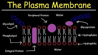 Fluid Mosaic Model of the Plasma Membrane  Phospholipid Bilayer [upl. by Assenaj563]