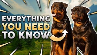 ROTTWEILER 101 Everything You Need To Know About Owning a Rottie Puppy [upl. by Grunberg]