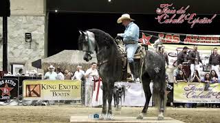 Caballo ganador de baile en la Feria del Caballo Español Mayo 2018 [upl. by Alfonzo]