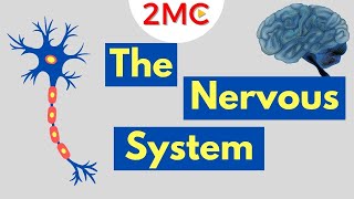 What is the Nervous System  Nervous System Basics [upl. by Topper]