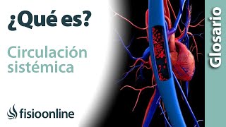 CIRCULACIÓN SISTÉMICA  En qué consiste cuál es su recorrido función y alteraciones [upl. by Lielos]