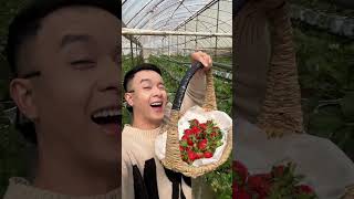 Granjas ilimitadas de fresas en Australia 🍓 🍓 🌱 fruit harvest farming gardening strawberry [upl. by Eldredge]