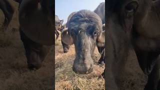 viralvideo shortvideo gir buffalo [upl. by Talbert]