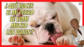 ¿QUE HACER SI MI PERRO SE LAME MUCHO LAS PATAS Y LAS TIENE ROJAS🥇 PODODERMATITIS EN PERROS [upl. by Wende]