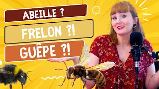 Abeilles Frelons Guêpes et Bourdon Comment on RECONNAIT [upl. by Meriel]