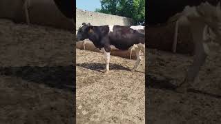 Dairy Farm Heifer for Sale cow farming heifercalf [upl. by Kayle]